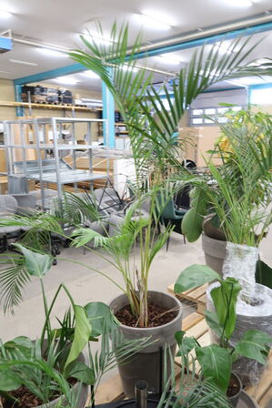 Div. store planter i krukker 