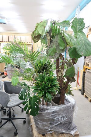 Div. store planter i krukker 