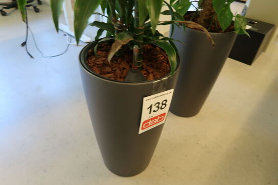 2 stk. Stueplanter