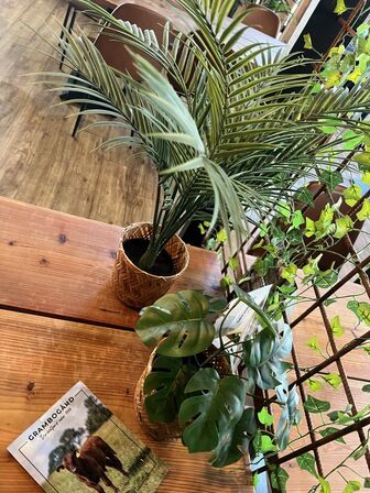 Alle kunstige planter i butikken