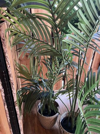 Alle kunstige planter i butikken