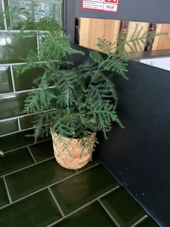 Alle kunstige planter i butikken