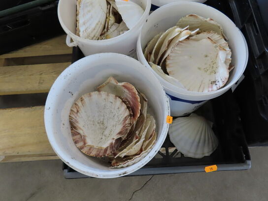 Diverse serveringsfade i glas, Muslingeskaller mv. 