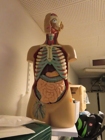 Mannequin til menneskets anatomi