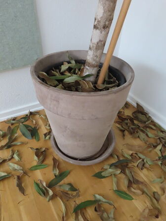 Stueplante, opslagstavler & bord