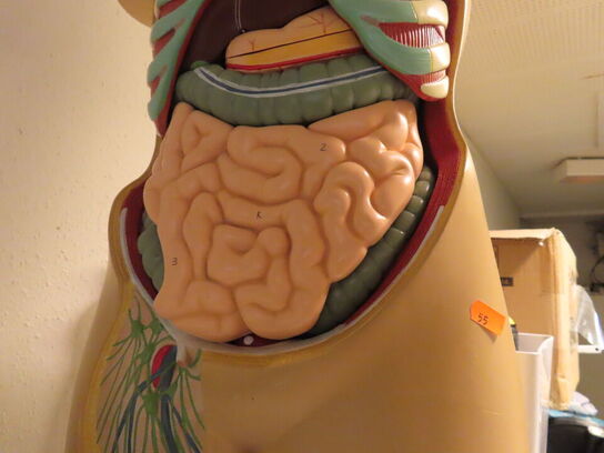 Mannequin til menneskets anatomi