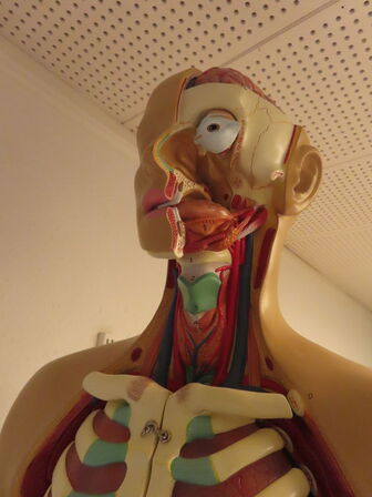 Mannequin til menneskets anatomi