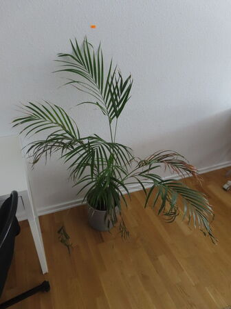 2 stk. borde, stole, planter, m.v.