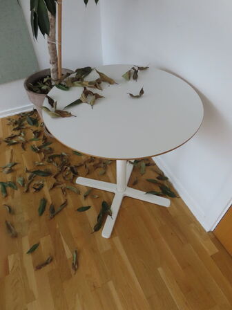 Stueplante, opslagstavler & bord