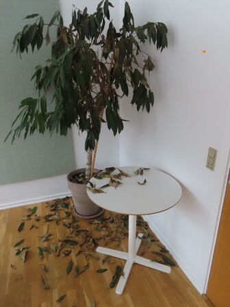 Stueplante, opslagstavler & bord