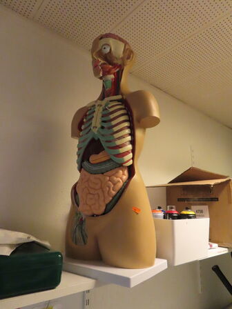 Mannequin til menneskets anatomi