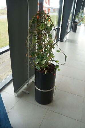 2 stk. Stueplanter