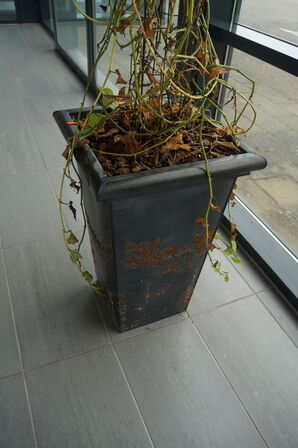 3 stk. Stueplanter
