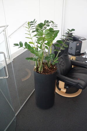 Lænestol & Stueplante