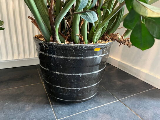 2 Stk. Grønneplanter
