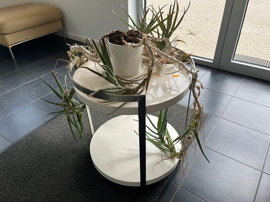 Rund rullebord med plante