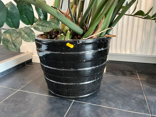 2 Stk. Grønneplanter
