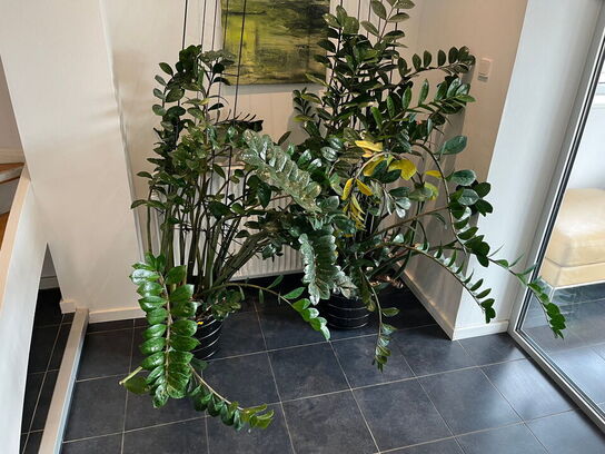 2 Stk. Grønneplanter