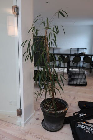 Plante