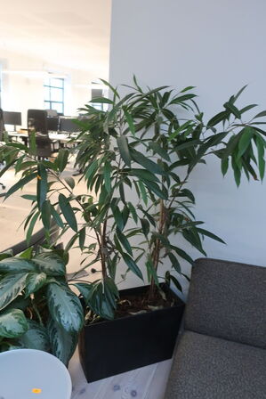 Plante