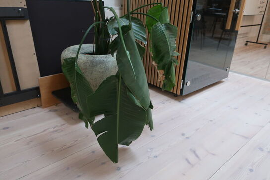 Plante