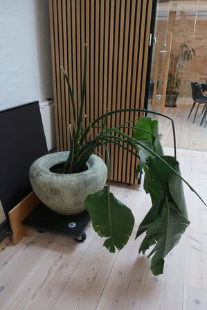 Plante