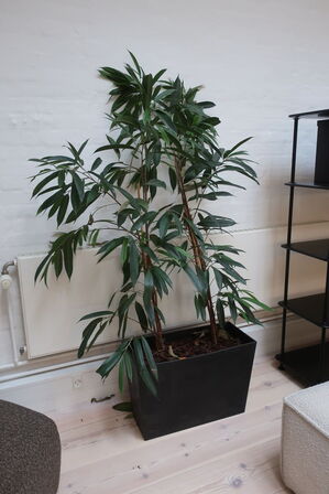 Plante