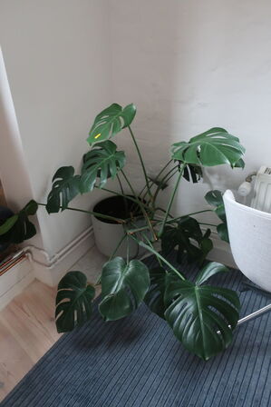 Plante