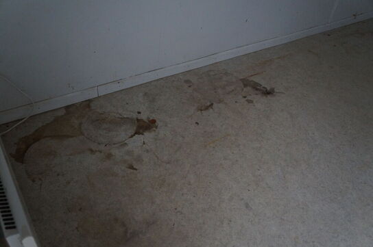 20 fods container 1CC