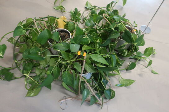 2 stk. planter og flag