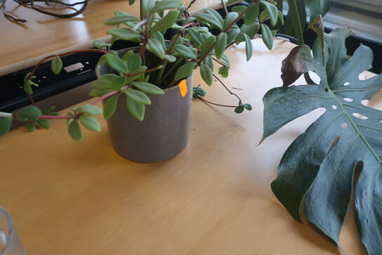 El. hæve/sænke skrivebord med skuffesektion / plante m.m.