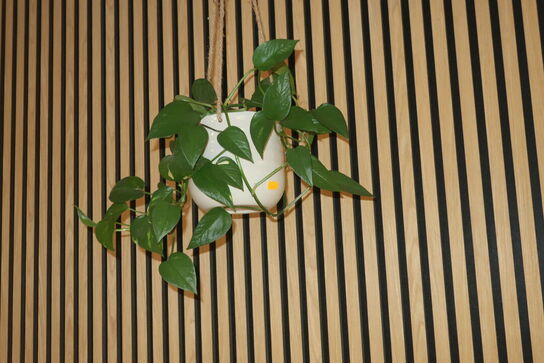 Bord MUUTO og plante