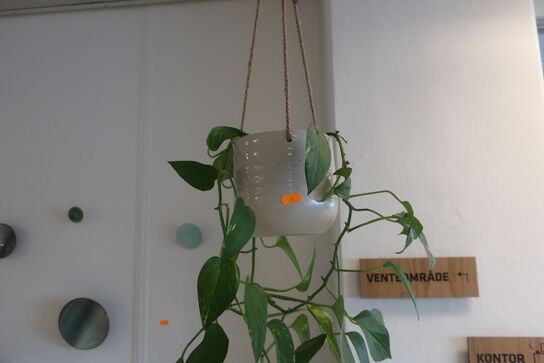 Stol / plante / knager