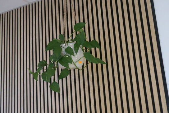 Bord MUUTO og plante