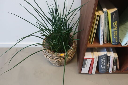 Reol / plante / bøger m.m.
