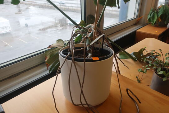 El. hæve/sænke skrivebord med skuffesektion / plante m.m.