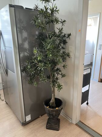 Potte m. Plante