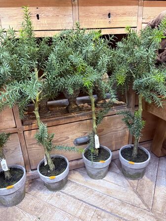 Vinkøler inkl. 5 stk. Planter