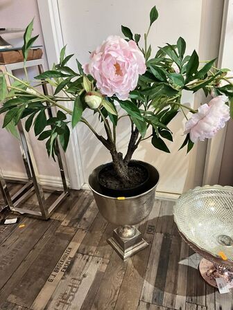 Vase m. Plante inkl. pokal  