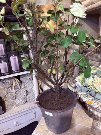 2 stk. Planter m. Vase