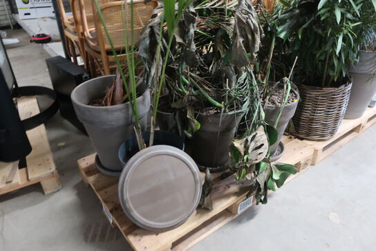 2 paller med planter