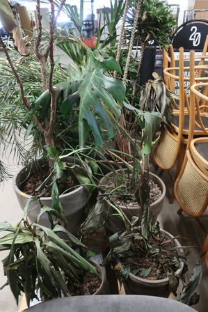 2 paller med planter