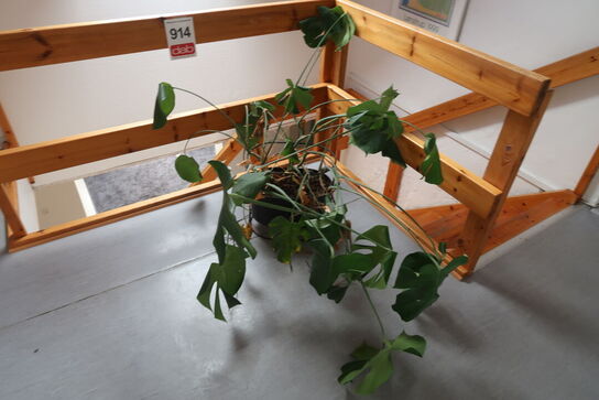 Plante