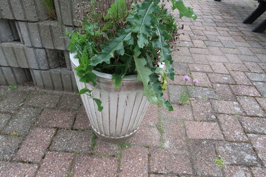 5 stk. Blomsterkummer
