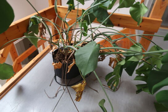 Plante