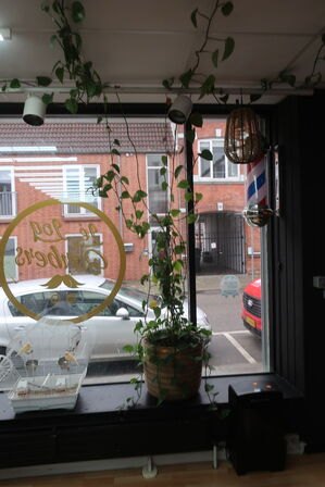 3 stk. planter samt 2 stk. pendler