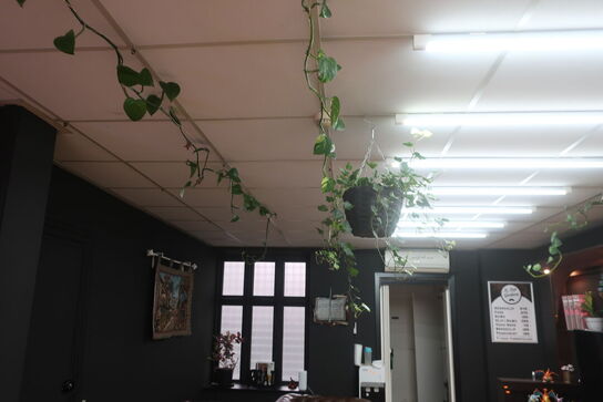 3 stk. planter samt 2 stk. pendler