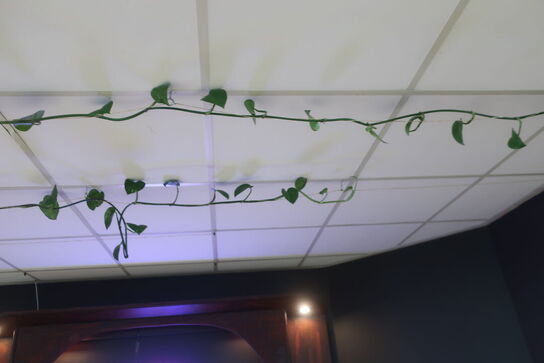 3 stk. planter samt 2 stk. pendler