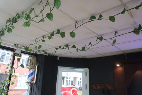 3 stk. planter samt 2 stk. pendler