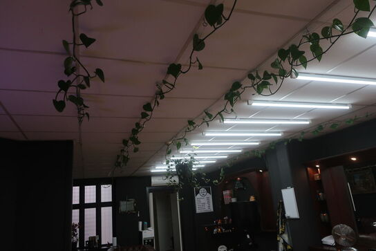 3 stk. planter samt 2 stk. pendler